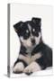 Black and White Puppy-DLILLC-Stretched Canvas