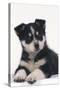 Black and White Puppy-DLILLC-Stretched Canvas