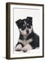 Black and White Puppy-DLILLC-Framed Photographic Print