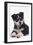 Black and White Puppy-DLILLC-Framed Photographic Print