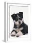 Black and White Puppy-DLILLC-Framed Photographic Print