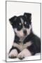 Black and White Puppy-DLILLC-Mounted Photographic Print
