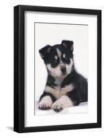 Black and White Puppy-DLILLC-Framed Photographic Print