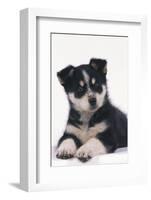 Black and White Puppy-DLILLC-Framed Photographic Print