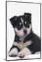 Black and White Puppy-DLILLC-Mounted Photographic Print