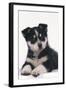 Black and White Puppy-DLILLC-Framed Photographic Print