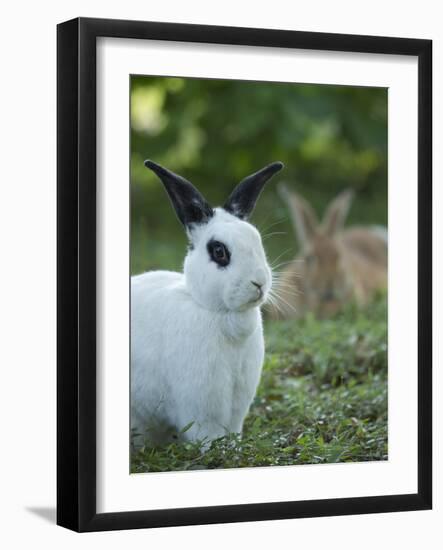 Black and White Rex Rabbit with Doe in Background, Oryctolagus Cuniculus-Maresa Pryor-Framed Photographic Print