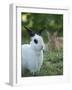 Black and White Rex Rabbit with Doe in Background, Oryctolagus Cuniculus-Maresa Pryor-Framed Photographic Print