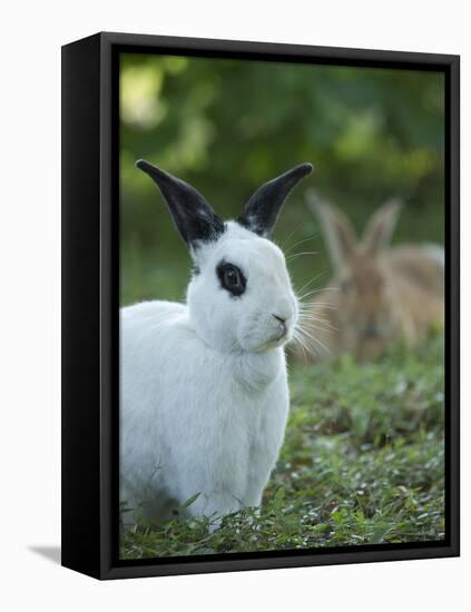 Black and White Rex Rabbit with Doe in Background, Oryctolagus Cuniculus-Maresa Pryor-Framed Stretched Canvas