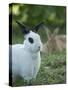 Black and White Rex Rabbit with Doe in Background, Oryctolagus Cuniculus-Maresa Pryor-Stretched Canvas