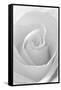 Black and White Rose Abstract-Anna Miller-Framed Stretched Canvas