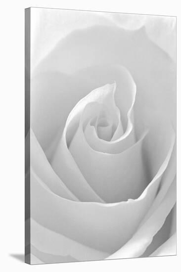 Black and White Rose Abstract-Anna Miller-Stretched Canvas