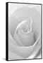 Black and White Rose Abstract-Anna Miller-Framed Stretched Canvas