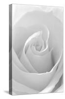 Black and White Rose Abstract-Anna Miller-Stretched Canvas