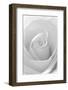 Black and White Rose Abstract-Anna Miller-Framed Premium Photographic Print