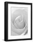 Black and White Rose Abstract-Anna Miller-Framed Premium Photographic Print