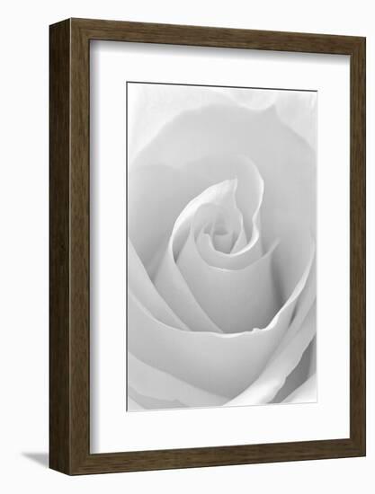 Black and White Rose Abstract-Anna Miller-Framed Photographic Print