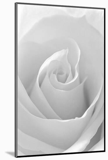 Black and White Rose Abstract-Anna Miller-Mounted Photographic Print