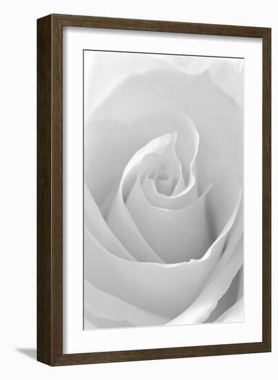 Black and White Rose Abstract-Anna Miller-Framed Photographic Print