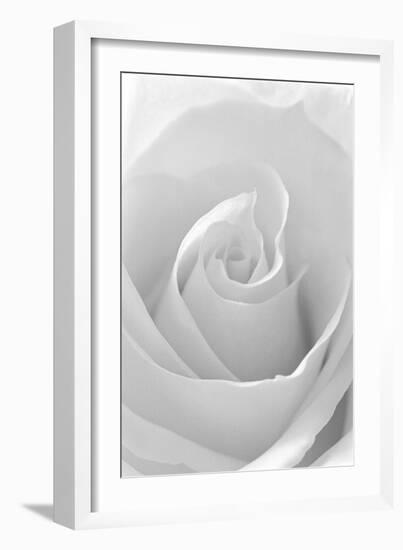 Black and White Rose Abstract-Anna Miller-Framed Photographic Print