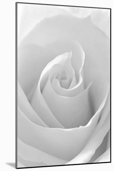 Black and White Rose Abstract-Anna Miller-Mounted Photographic Print