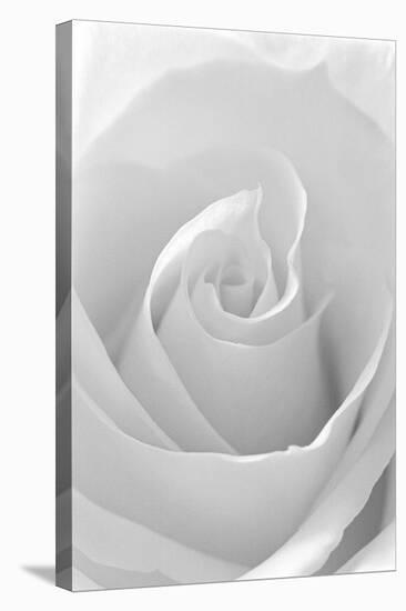 Black and White Rose Abstract-Anna Miller-Stretched Canvas