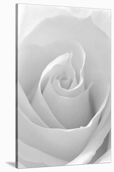 Black and White Rose Abstract-Anna Miller-Stretched Canvas