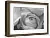 Black and White Rose Detail-Anna Miller-Framed Photographic Print