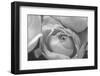 Black and White Rose Detail-Anna Miller-Framed Photographic Print