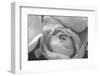 Black and White Rose Detail-Anna Miller-Framed Photographic Print