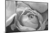 Black and White Rose Detail-Anna Miller-Mounted Photographic Print