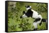 Black and White Ruffed Lemur, Madagascar-Paul Souders-Framed Stretched Canvas