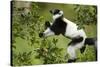 Black and White Ruffed Lemur, Madagascar-Paul Souders-Stretched Canvas