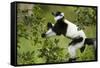 Black and White Ruffed Lemur, Madagascar-Paul Souders-Framed Stretched Canvas