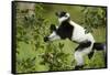 Black and White Ruffed Lemur, Madagascar-Paul Souders-Framed Stretched Canvas