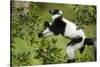 Black and White Ruffed Lemur, Madagascar-Paul Souders-Stretched Canvas