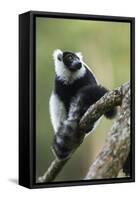 Black and White Ruffed Lemur, Madagascar-Paul Souders-Framed Stretched Canvas