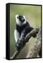 Black and White Ruffed Lemur, Madagascar-Paul Souders-Framed Stretched Canvas