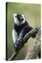 Black and White Ruffed Lemur, Madagascar-Paul Souders-Stretched Canvas