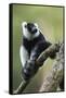 Black and White Ruffed Lemur, Madagascar-Paul Souders-Framed Stretched Canvas