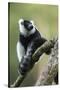 Black and White Ruffed Lemur, Madagascar-Paul Souders-Stretched Canvas