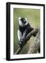 Black and White Ruffed Lemur, Madagascar-Paul Souders-Framed Photographic Print