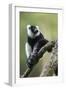 Black and White Ruffed Lemur, Madagascar-Paul Souders-Framed Photographic Print