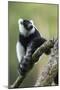 Black and White Ruffed Lemur, Madagascar-Paul Souders-Mounted Photographic Print