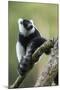 Black and White Ruffed Lemur, Madagascar-Paul Souders-Mounted Photographic Print