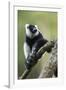 Black and White Ruffed Lemur, Madagascar-Paul Souders-Framed Photographic Print