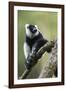 Black and White Ruffed Lemur, Madagascar-Paul Souders-Framed Photographic Print