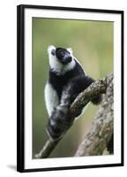 Black and White Ruffed Lemur, Madagascar-Paul Souders-Framed Photographic Print