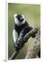 Black and White Ruffed Lemur, Madagascar-Paul Souders-Framed Photographic Print