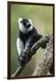 Black and White Ruffed Lemur, Madagascar-Paul Souders-Framed Photographic Print